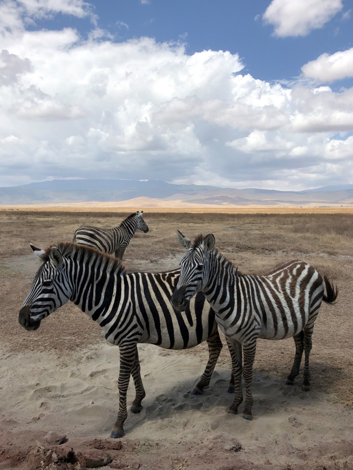 Planning a Safari in East&nbsp;Africa