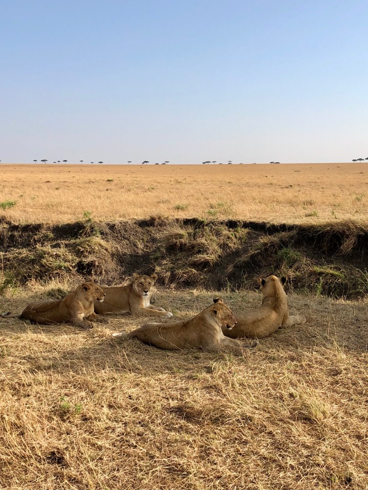 female lion pride in serengeti