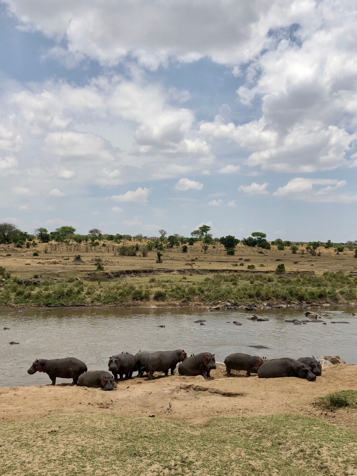 hippopotamus sighting in serengeti