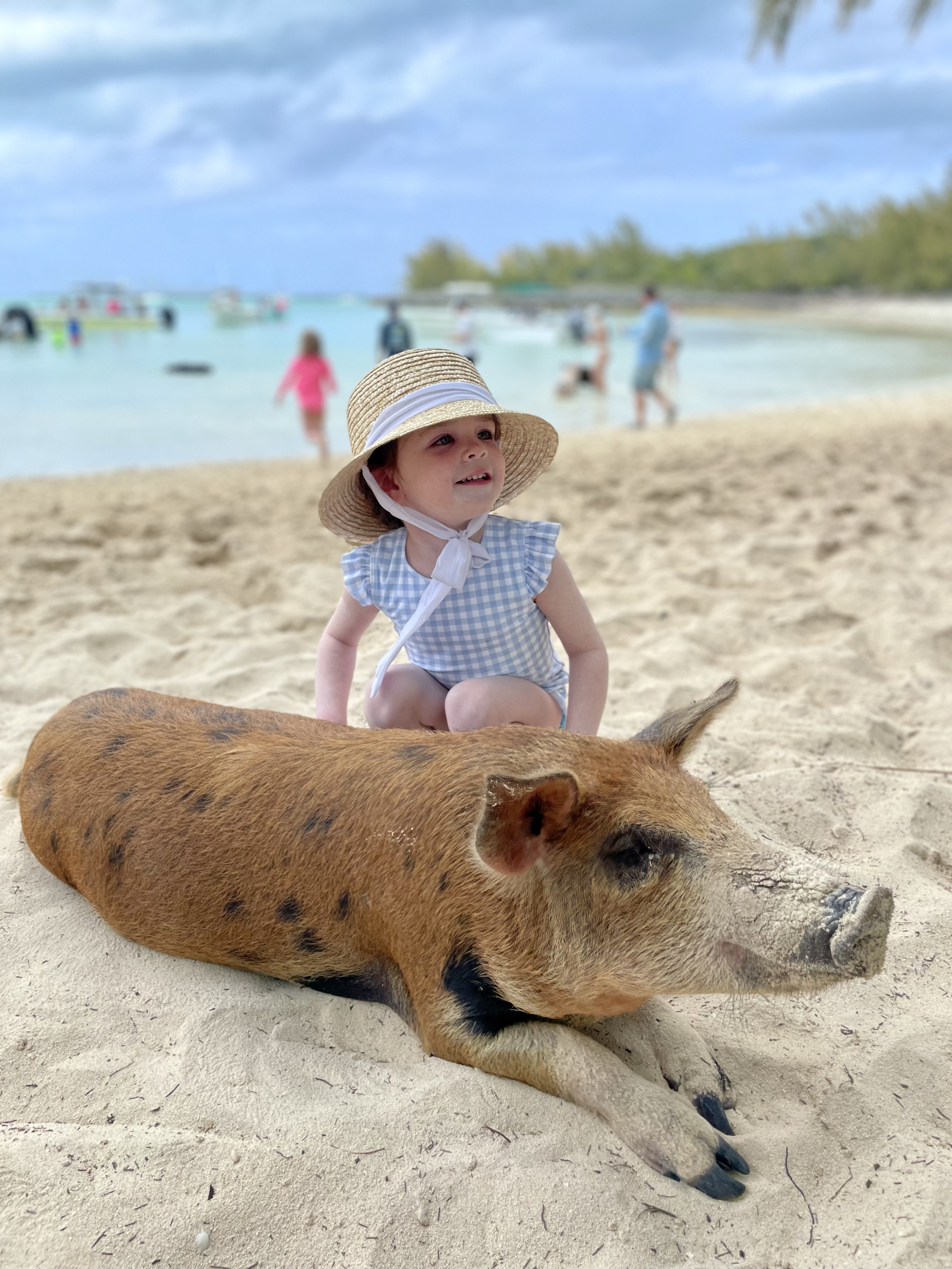 Swimming Pigs at Spanish Wells